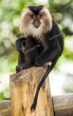 Rare beard monkey in Thailand sitting on a tree