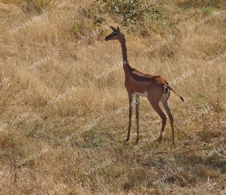 Kenia - Giraffenantilope