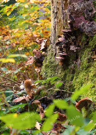 A colony of fungi inhabit a mossy tree - Eine Kolonie von Pilzen bev?lkern einen moosbewachsenen Baum