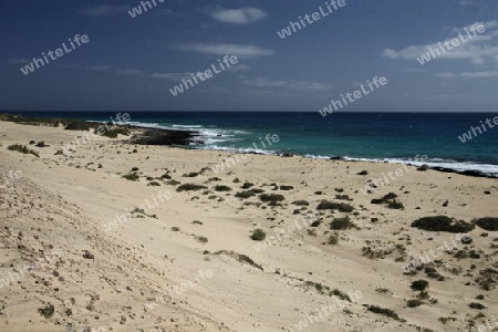the Beach at the Sanddunes of Corralejo in the north of the Island Fuerteventura on the Canary island of Spain in the Atlantic Ocean.