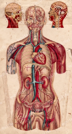 Anatomische Tafel No.2