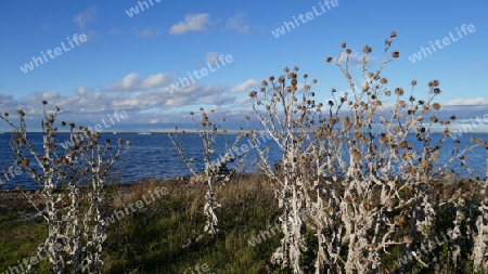Getrocknete Distel im Herbst an der Ostsee