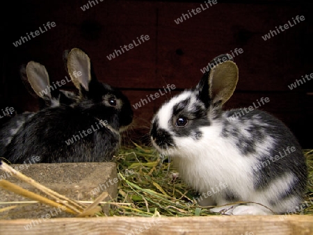 Junge Kaninchen im Hasenstall