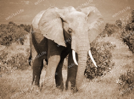 Elefantenbulle, in, Tsavo, Ost, Kenya, Afrika, Nationalpatk, Wildreservat