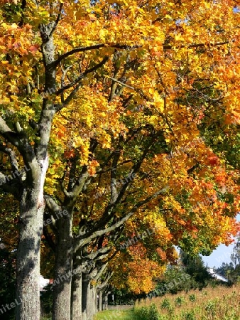 Baumallee in traumhaften Herbstfarben