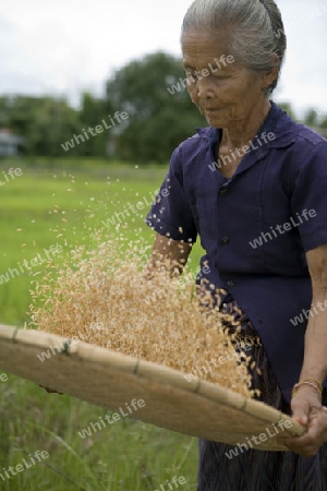 Reiskorn sieben