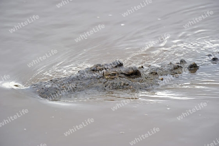 Nilkrokodil (Crocodylus niloticus), Mara River,  Masai Mara, Kenia, Afrika