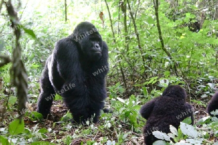Gorilla in Kongo