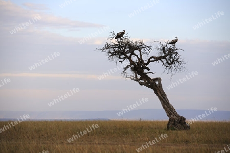 abgestorbener Baum mit Geiern im ersten Licht, Masai Mara, Kenia, Afrika