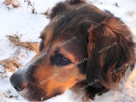 Hunde Portrait - Schnee