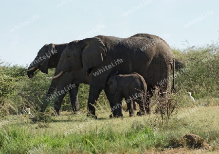 sunny illuminated scenery including some Elephants in Uganda (Africa)