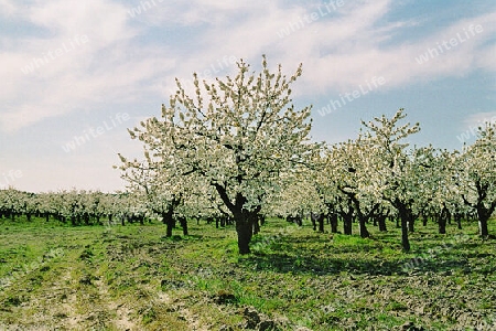 Werderaner Kirschblüte