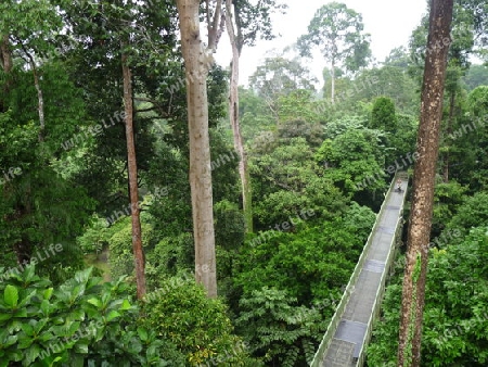 Borneo - Baumgipfelweg