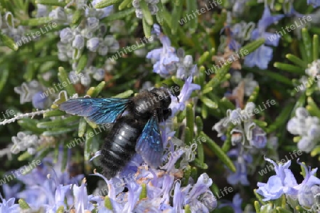 Totholzbiene, Xylocopa