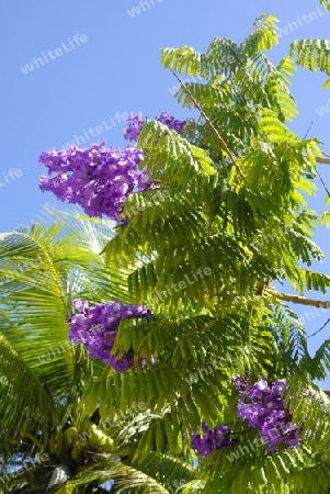 Tropical tree