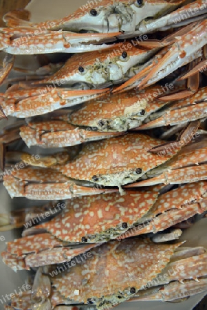 Frische Crab auf dem Day Markt in der Hauptstadt Phuket Town auf der Insel Phuket im sueden von Thailand in Suedostasien.