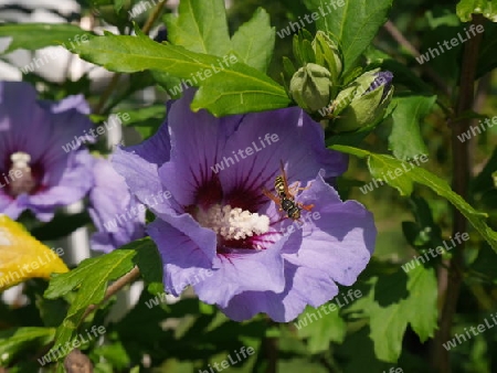 Violetter Hibiskus mit Wespe