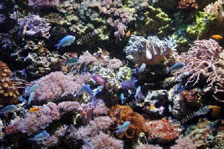 Unterwasserwelten  1
