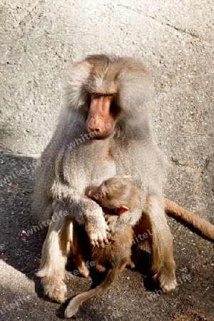 Pavian Affe verteidigt sein Baby auf einem Stein