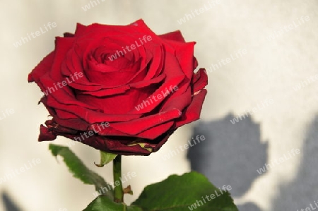 rote Rose 5