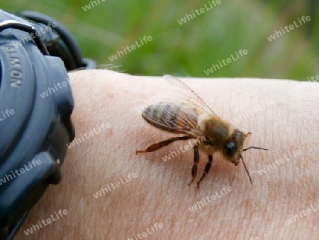 Biene auf meiner Hand P9090090