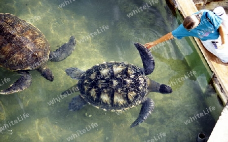 the turtle Farm near the Town of St Leu on the Island of La Reunion in the Indian Ocean in Africa.