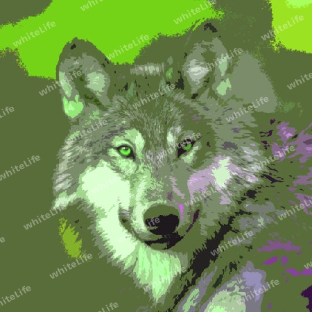 Wolf 013