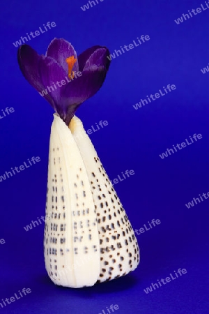 Krokus(Crocus),Muschel als Vase