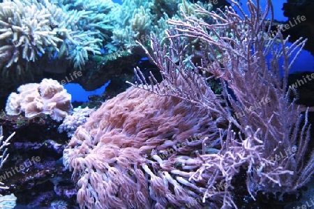 Seeanemonen und Korallen in Aquarium