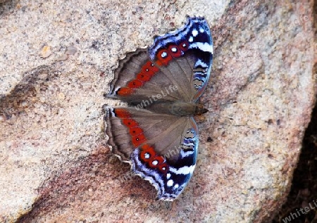 Afrikanischer Schmetterling