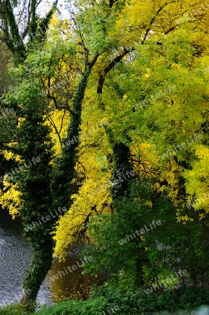 Herbstbl?tter in leuchtendem Gelb  ( Serie 10-teiilig )