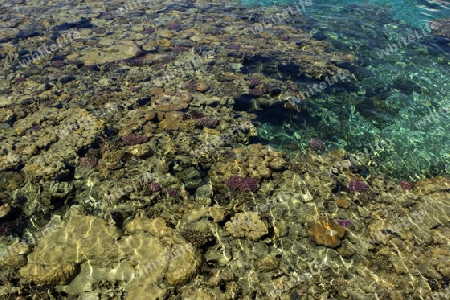 Aegypten Korallenriff mit einer tollen Farbenpracht