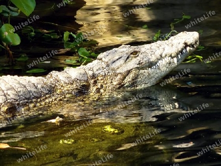 Krokodil