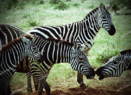 Zebras, in, Tsavo, Ost, Kenya, Herde, Afrika, Nationalpark, Wildreservat
