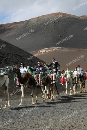 a camel trip in the Vulkan National Park Timanfaya on the Island of Lanzarote on the Canary Islands of Spain in the Atlantic Ocean. on the Island of Lanzarote on the Canary Islands of Spain in the Atlantic Ocean.
