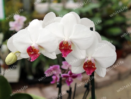 wei?e Orchideen
