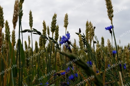 Kornblumen im Weizenfeld