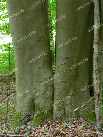 Baum-Zwillinge 1 von 2 - P1260880