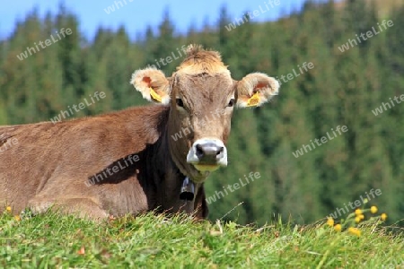Kuh ruhend auf der Bergwiese