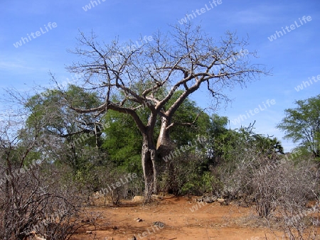 Baum in Afrika