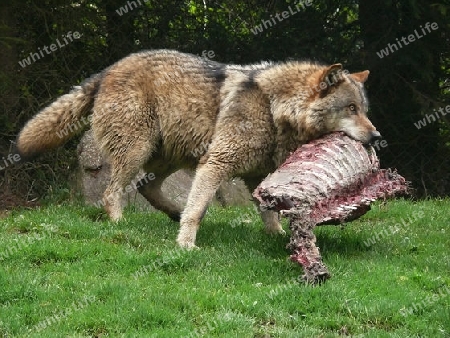 Hungriger Wolf