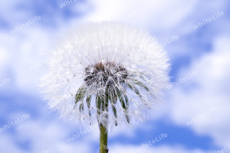 a Dandelion against a blue background