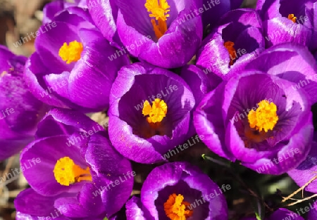 Purple crocus growing outside. View at magic blooming spring flowers crocus sativus. 