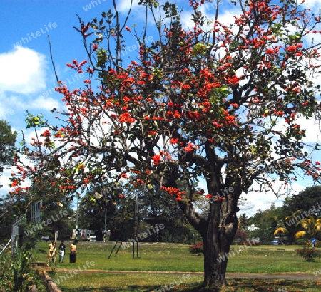 Korallenbaum - Erythryna variegata