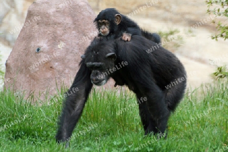 Schimpanse 005