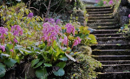 Blumenbeet neben steiler Gartentreppe