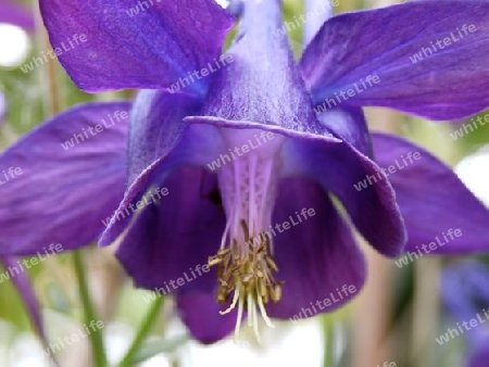 Akelei lila P5290304