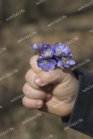die fruhlingsblumen im Kinderhand