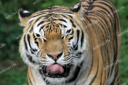 Tiger 008