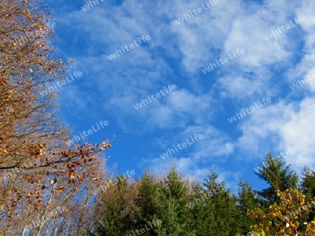 Himmel, Wolken am Waldrand IMG_0516